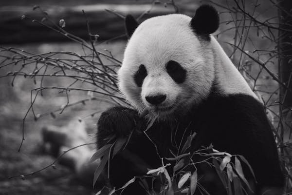 La boutique idéale pour les passionnés de pandas et de pop culture !