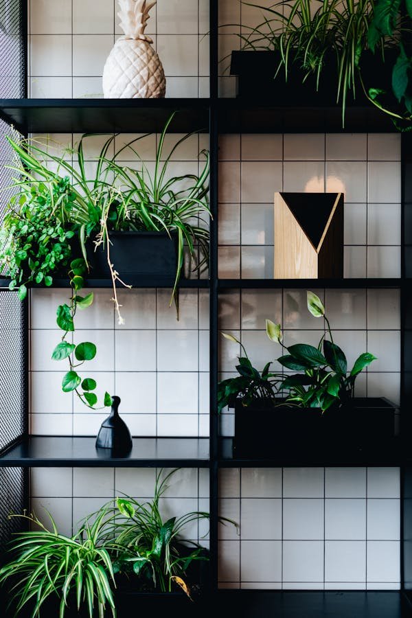 Étagère plante : organisez et valorisez vos espaces verts facilement
